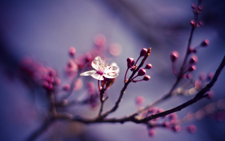 Blossoming with the wind