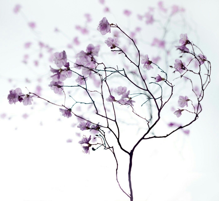 tree in autumn