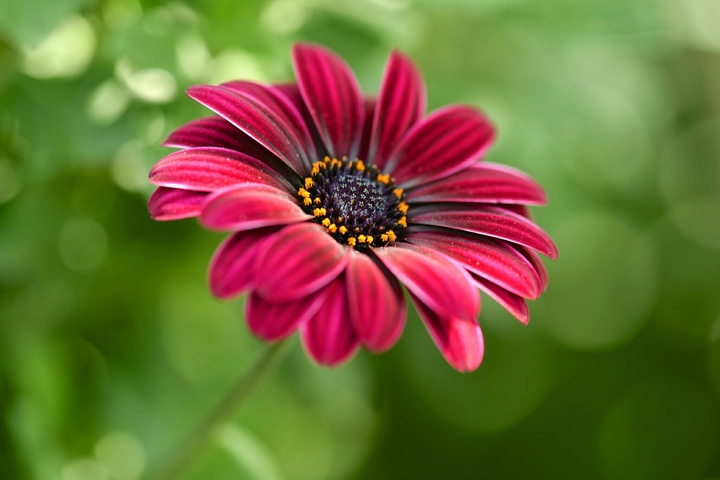Flowers are the gifts of God