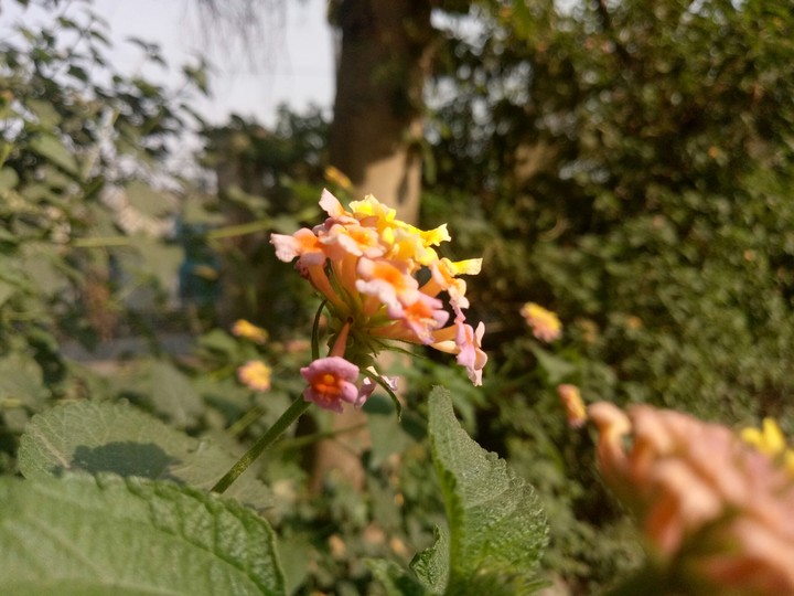 flower
