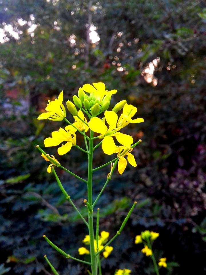 yellow