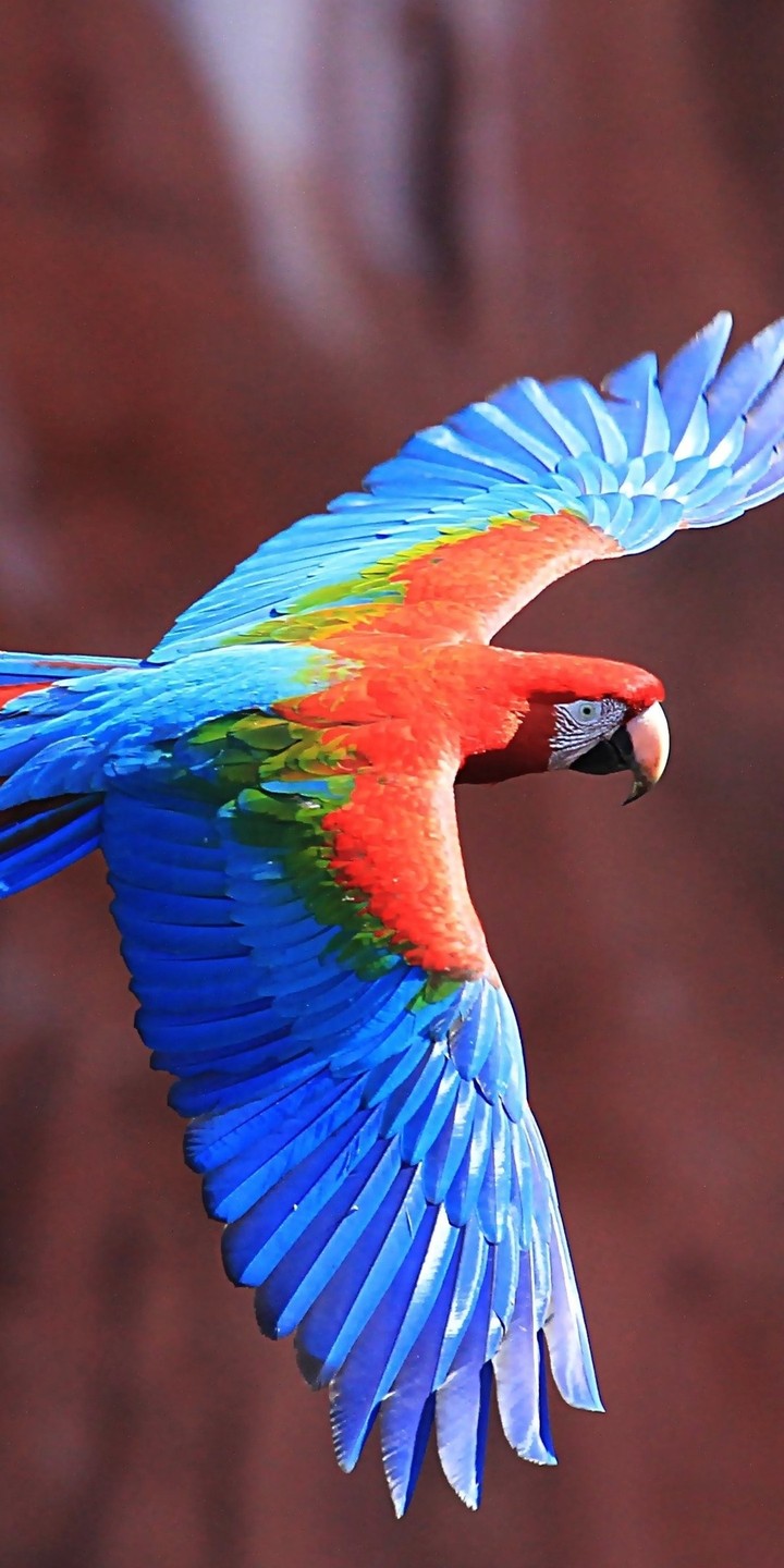 macaw red and blue
