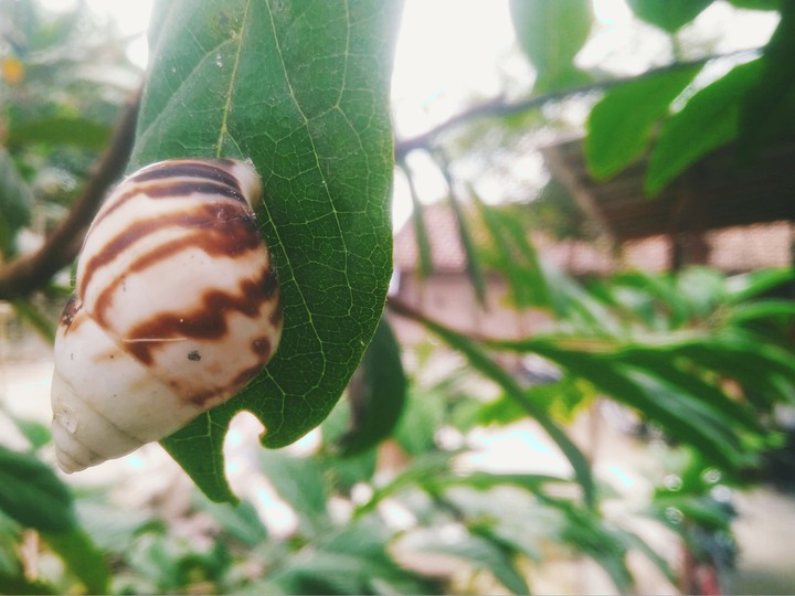 Snail and Green