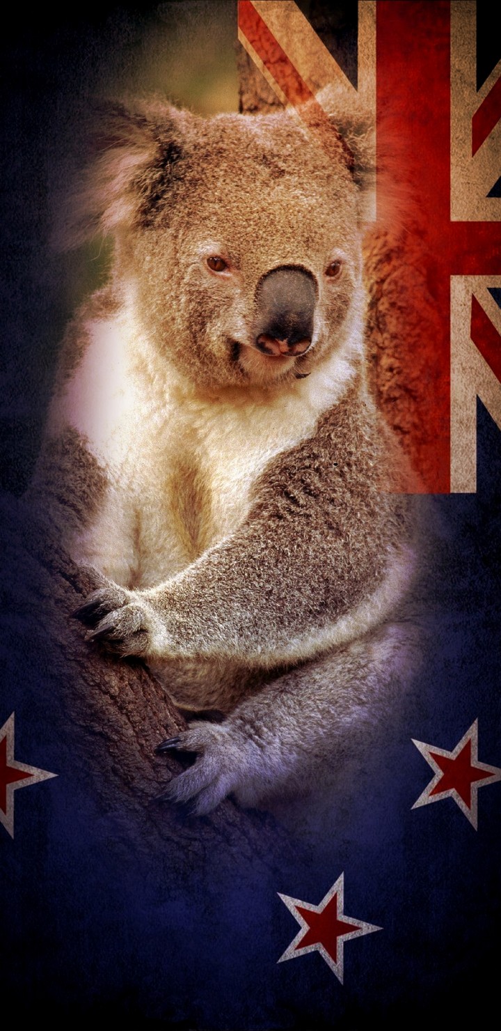 Koala Bear Australian Flag