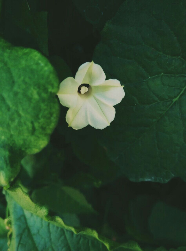 unique flower