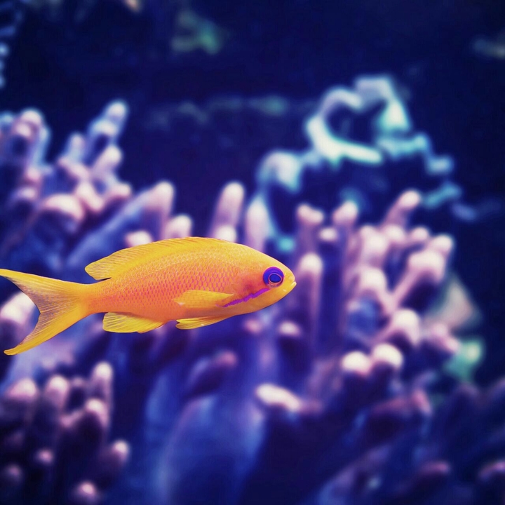 fish