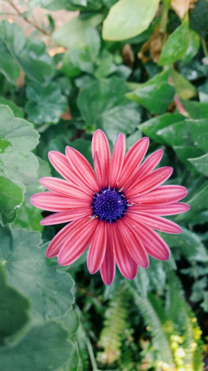 פרחים
