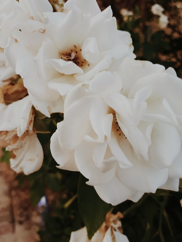 flowers