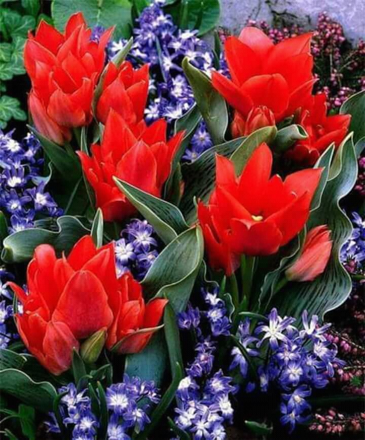 flores
