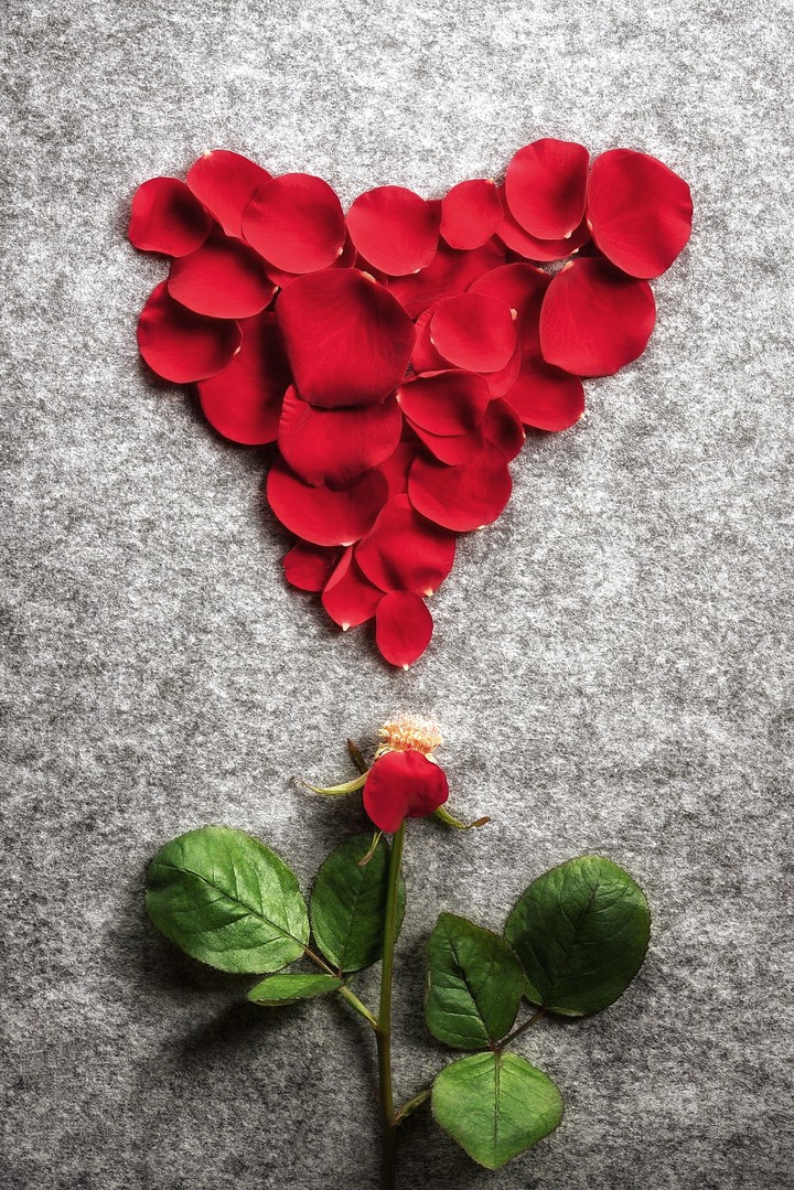 Rose with love