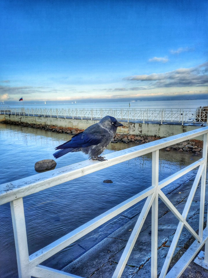bird