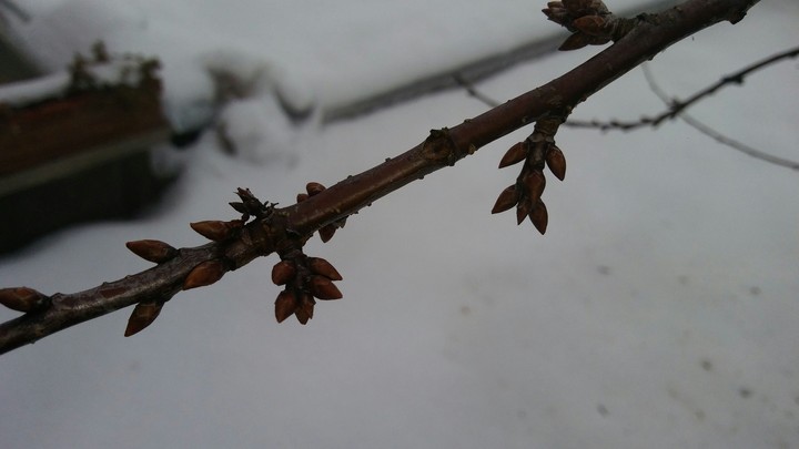 cold branch