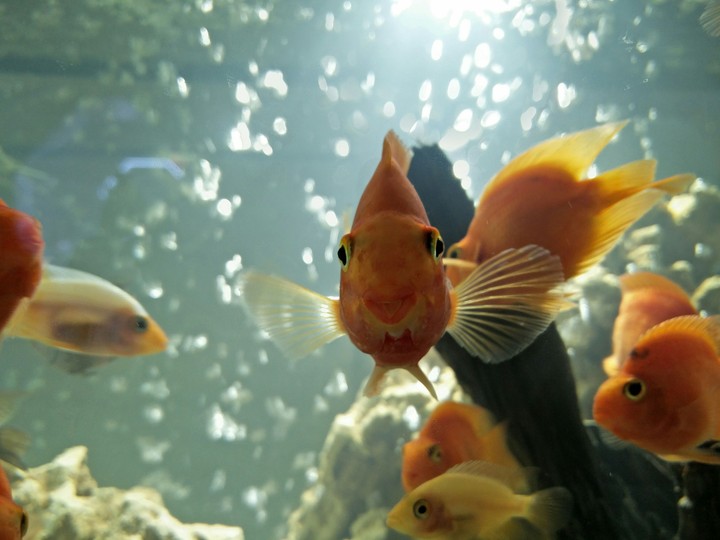 golden fish
