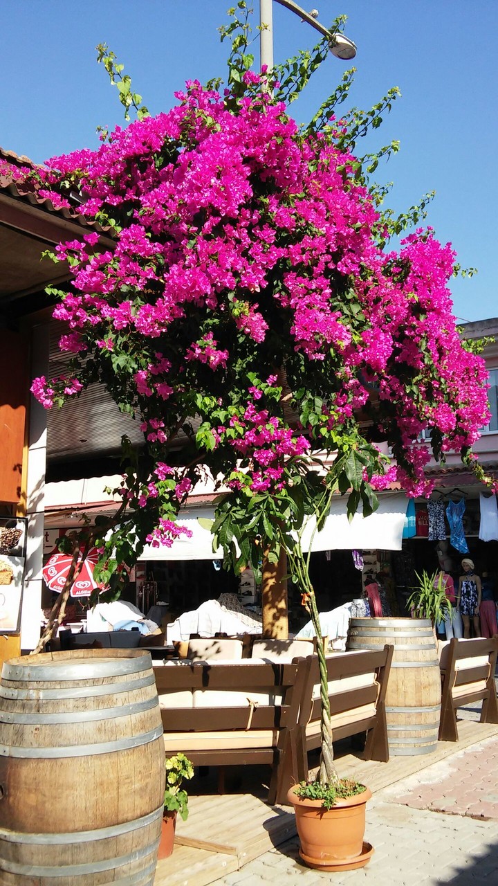 flowers dalyan turkey