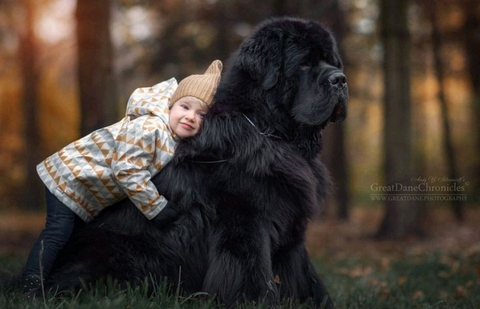 Carnivore, canidae वॉलपेपर