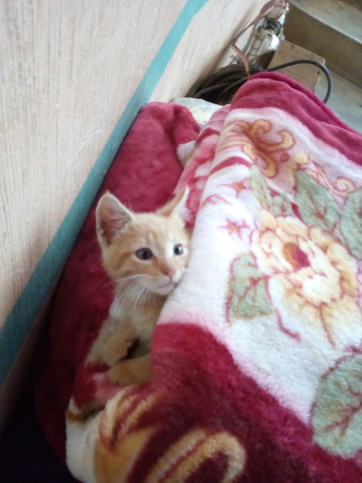 Bichi cat!