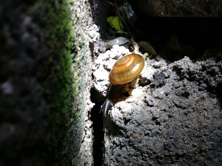 #Insect_Photography #Insect_life #love_insect