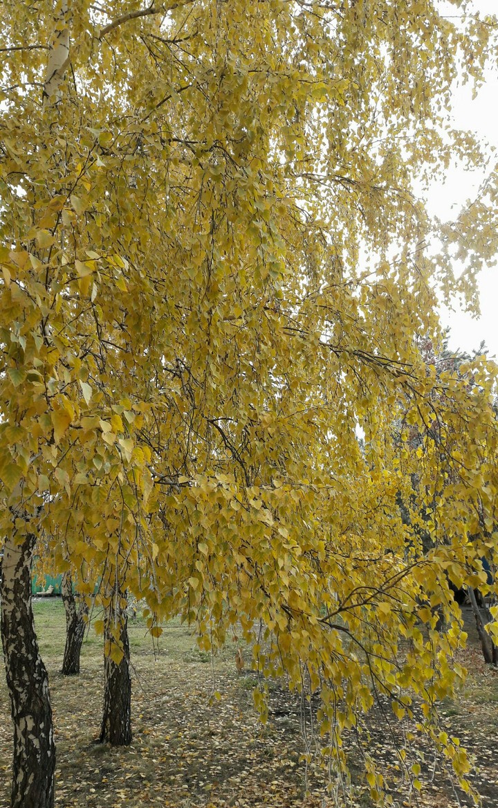 листья
