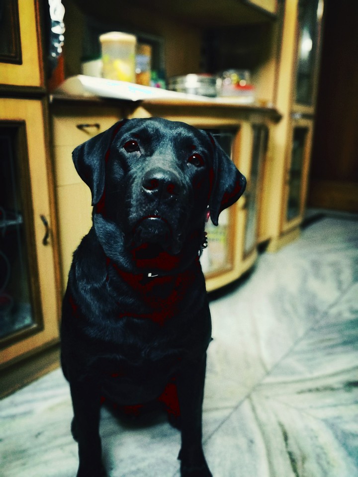 scooby doby doo
