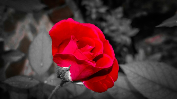 red rose