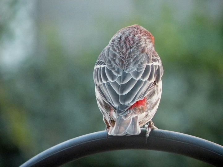 Bashful Beauty