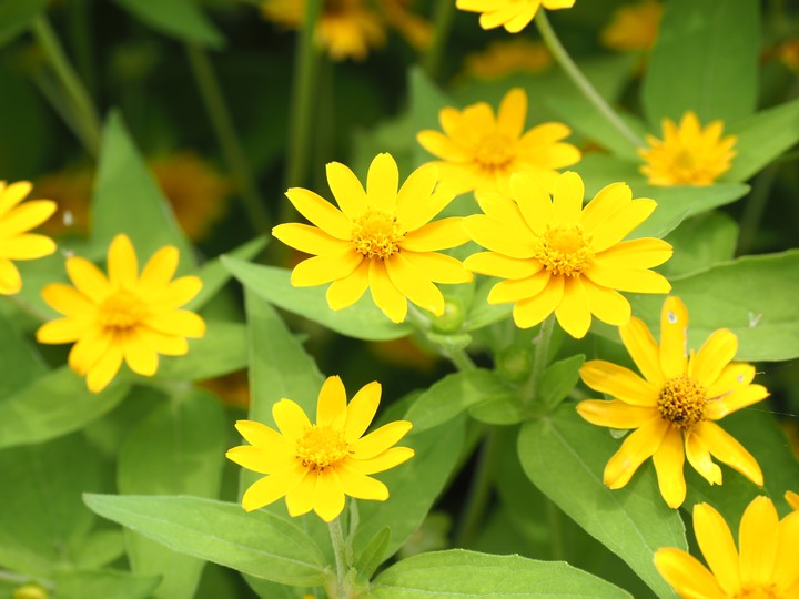 flowers