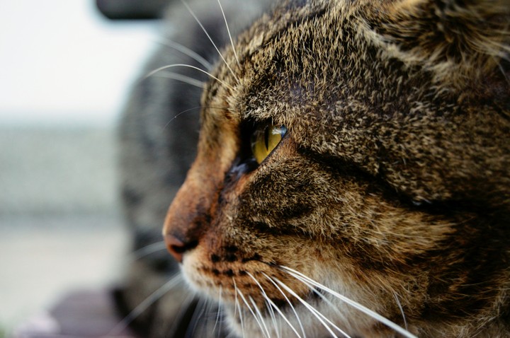 cat's eye