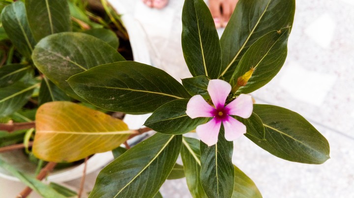 Happy Flower