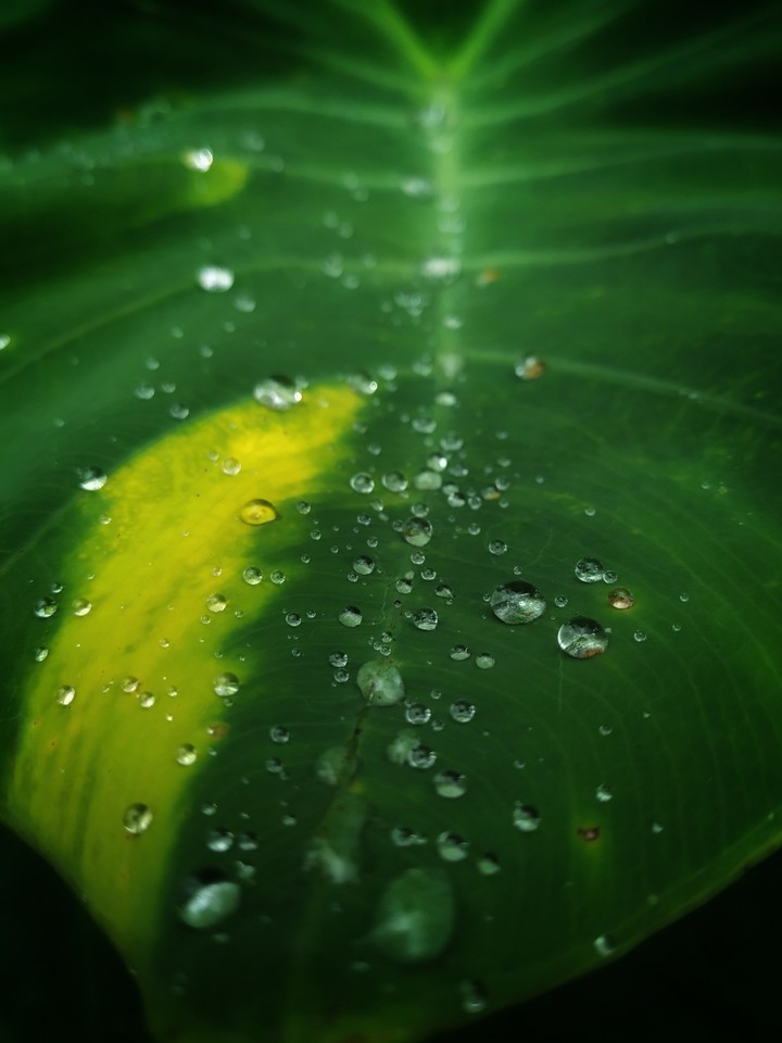 waterdrops