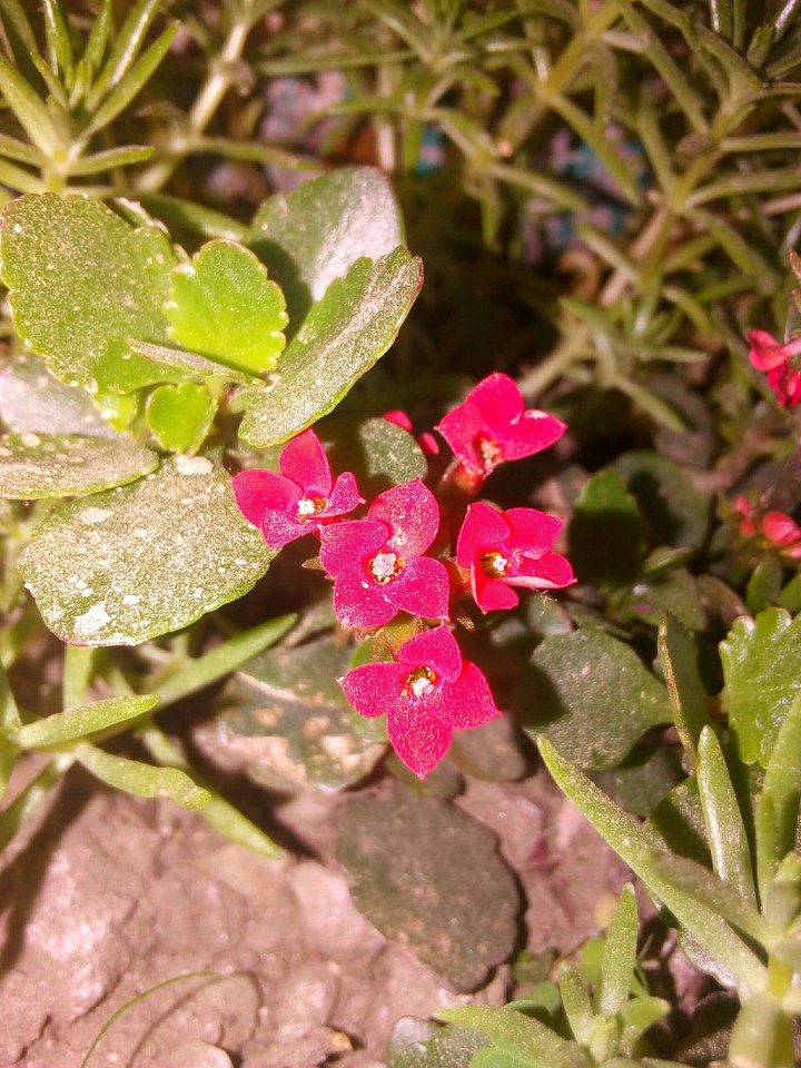 flowers