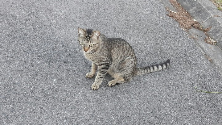 chat