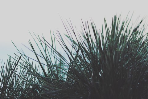 잎