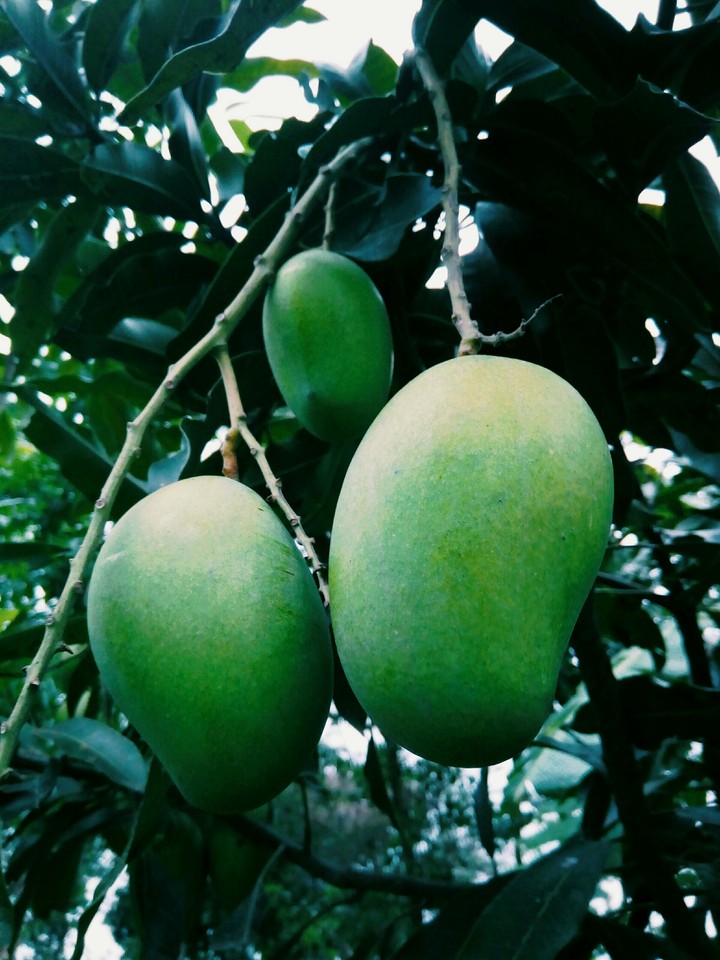 mango fruits