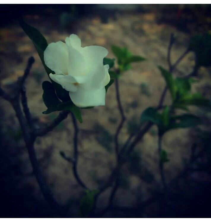 A lovely little white flower