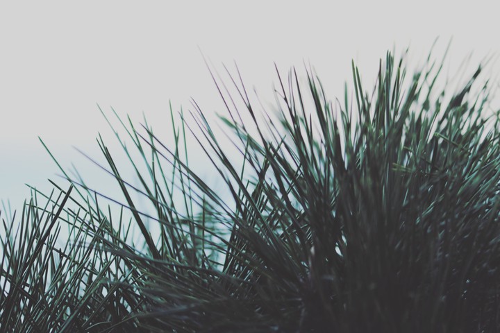 잎