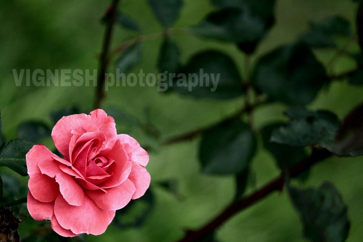 rose