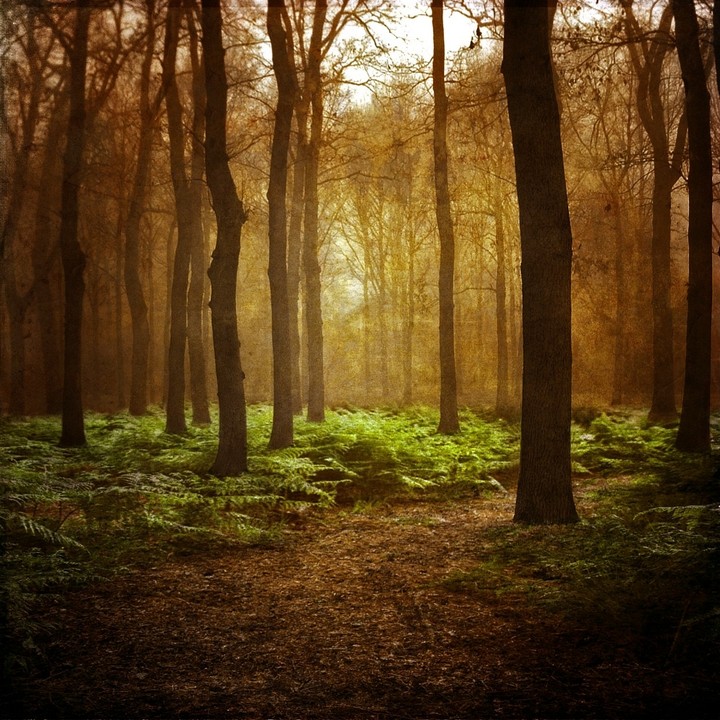 Brown Forest