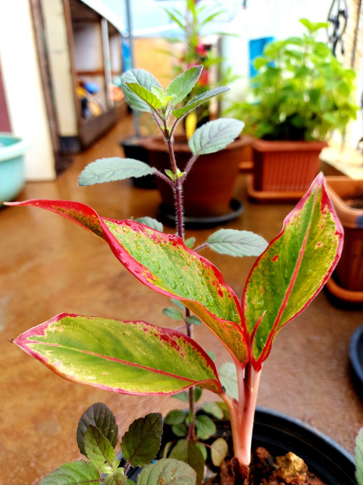 show plant