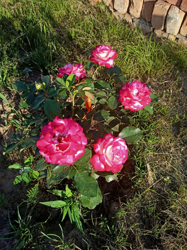 Вдохновение