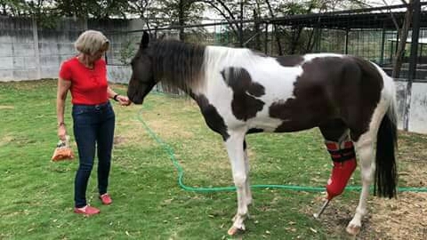 primer caballo con prótesis en el Ecuador