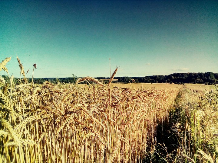 summer