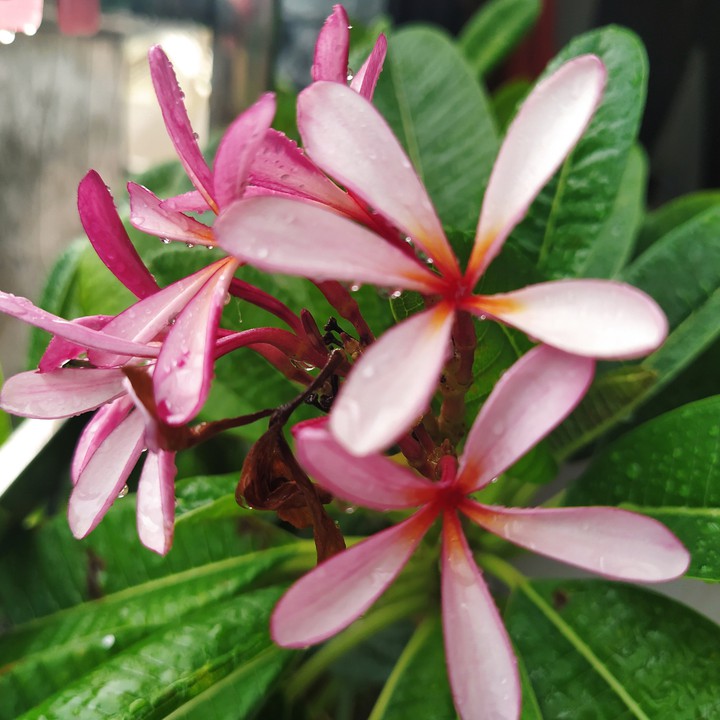 Frangipani flower