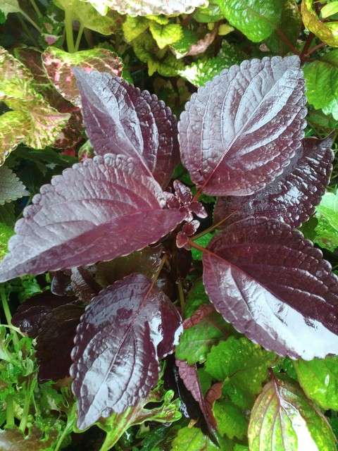 coleus