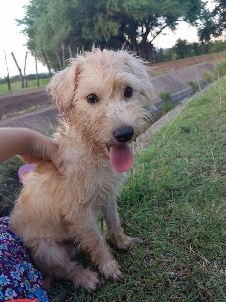 My dog...