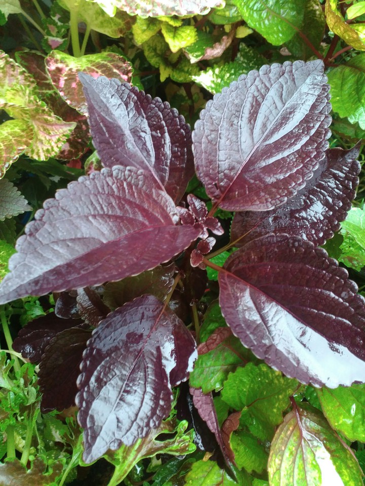 coleus