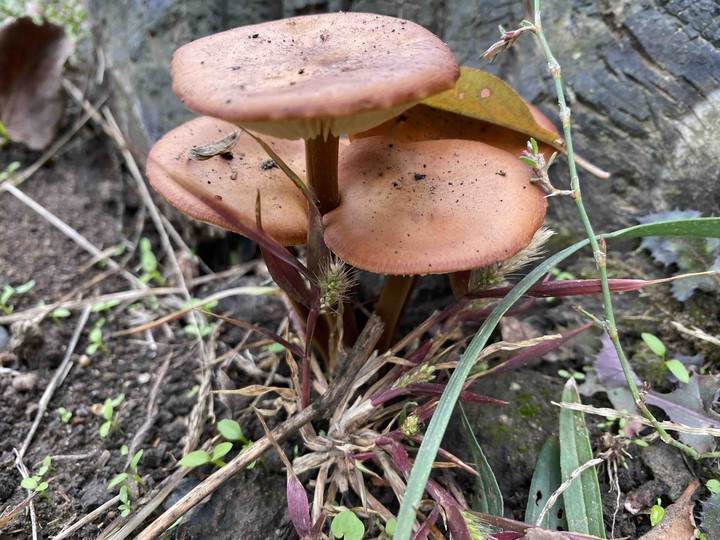Opyat mushrooms
