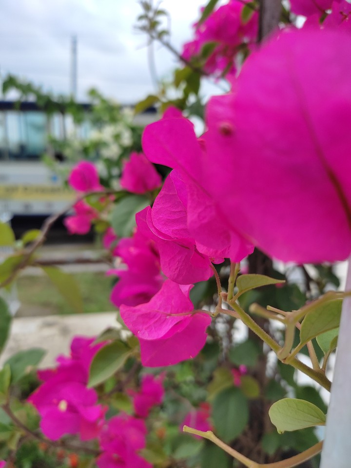 Flower