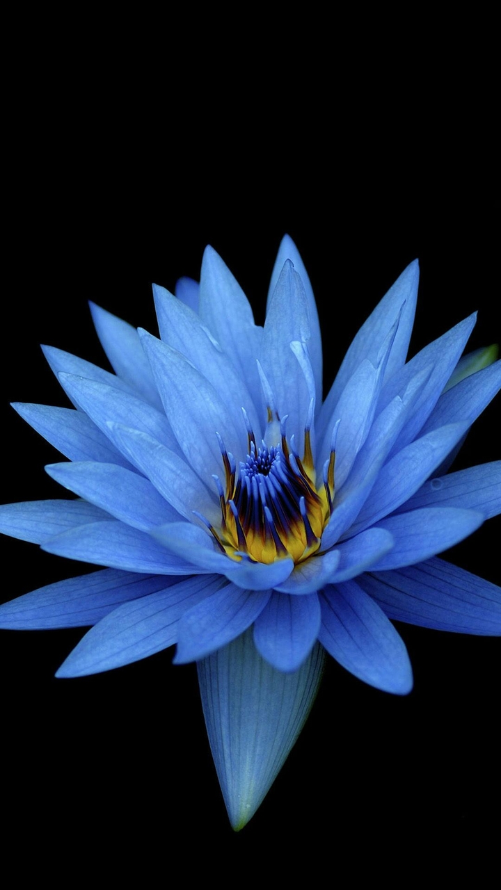 Blue Lotus