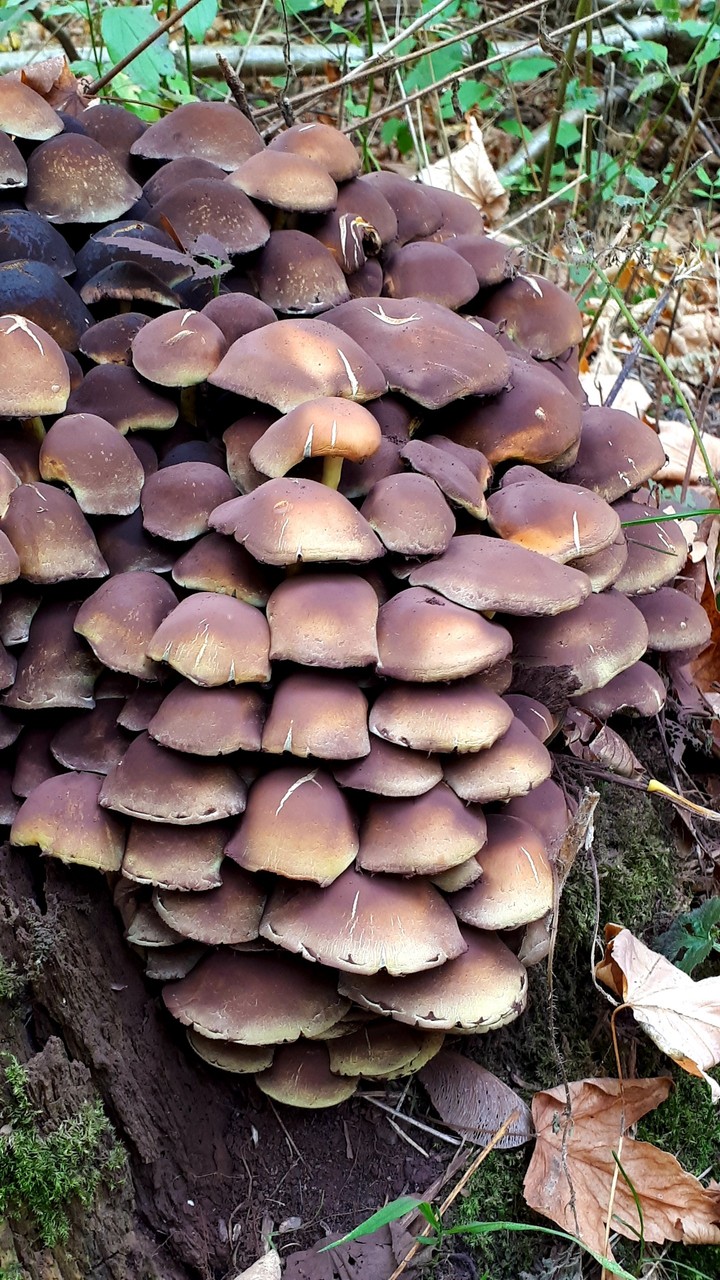 beautiful mushroom family