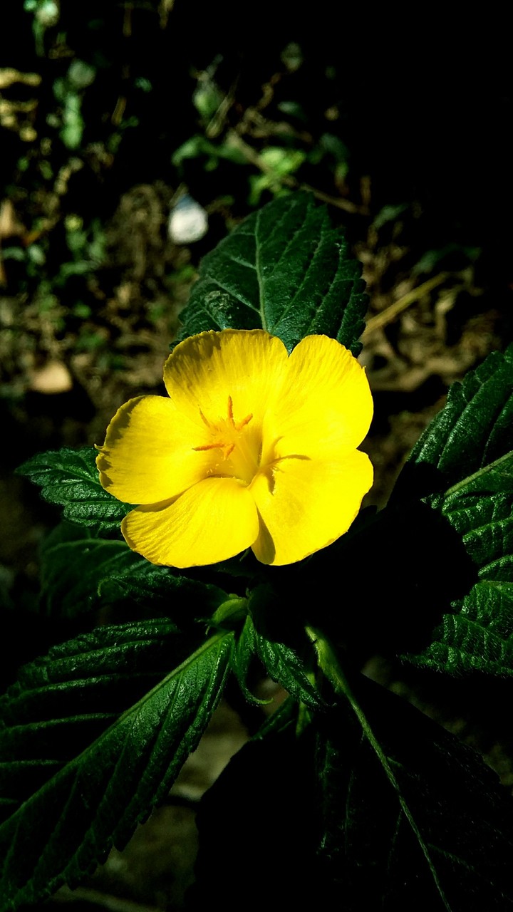 Just yellow